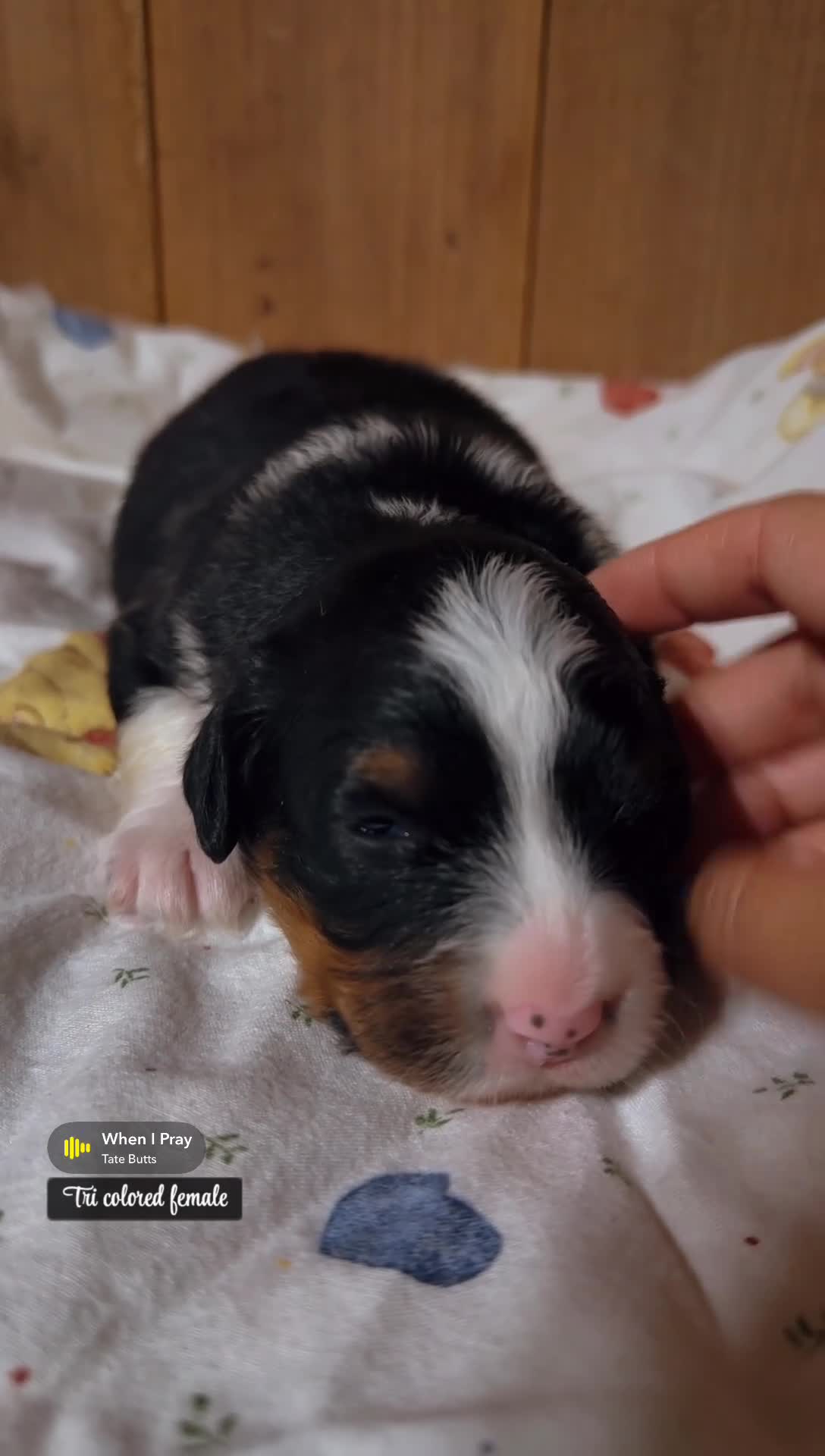 Mini Bernedoodle dogs for sale: Sophia - Tricolored Mini Bernedoodle - Video 1