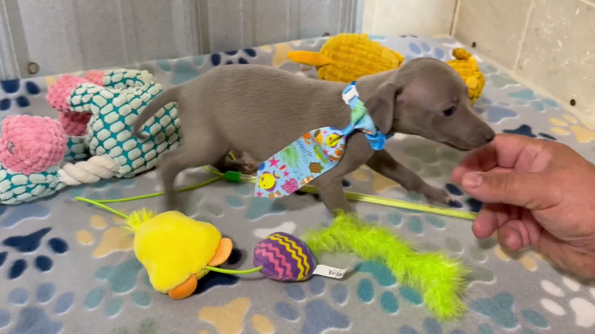 Italian Greyhound dogs for sale: Shark - Video 1
