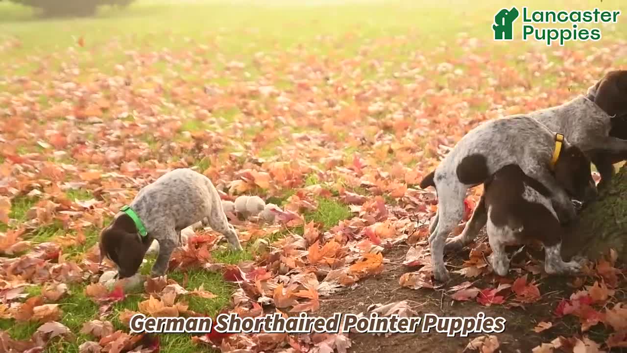 German Shorthaired Pointer dogs for sale: Trudy - Video 1