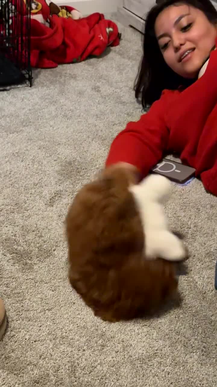 Irish Doodle dogs for sale: mini Irish Doodle Puppy 1 - Video 4
