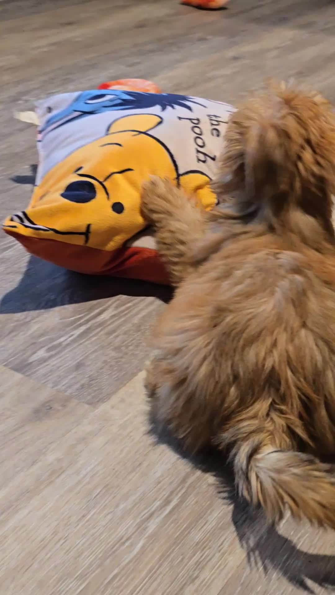 Shorkie dogs for sale: Felix  - Video 1