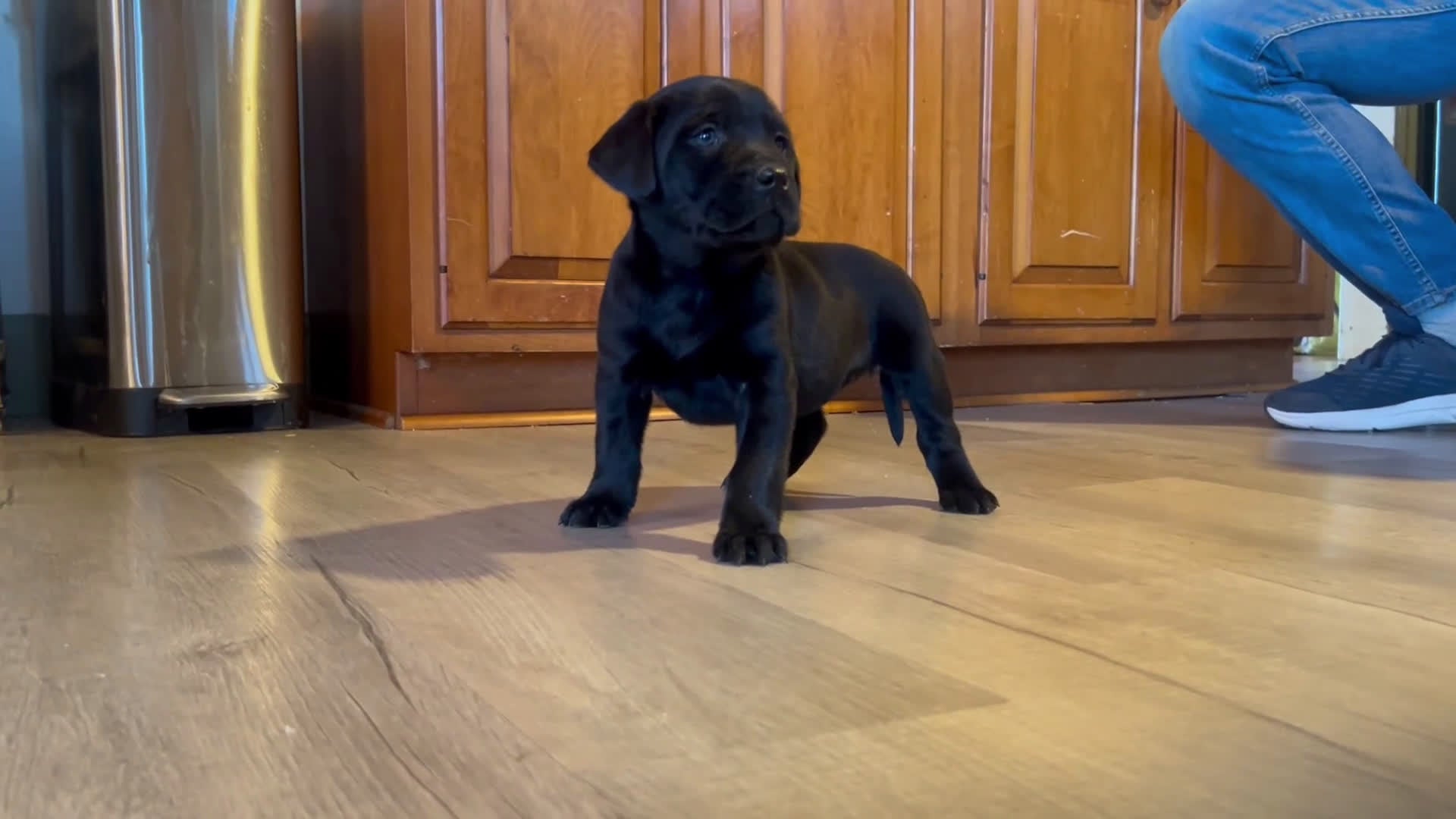Labrador Retriever dogs for sale: Labrador Retriever Puppy 7 - Video 1