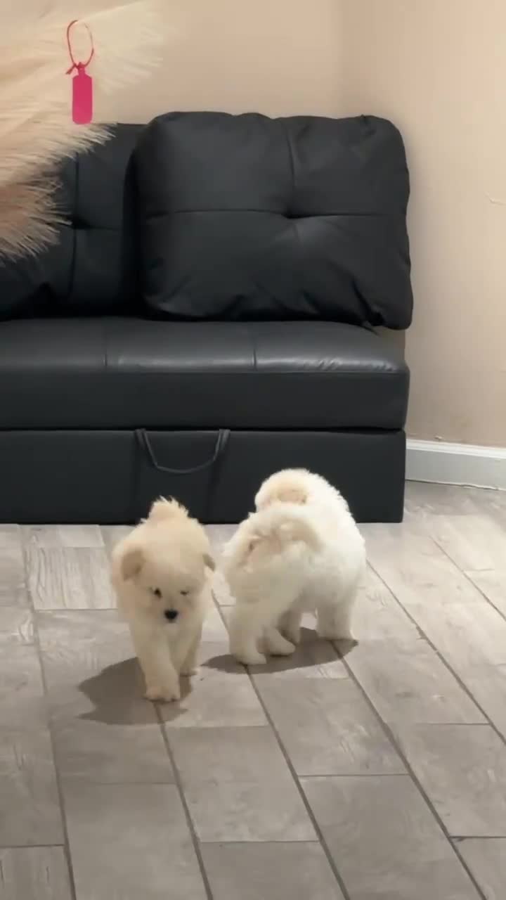 Miniature Poodle dogs for sale: Duke - Video 2