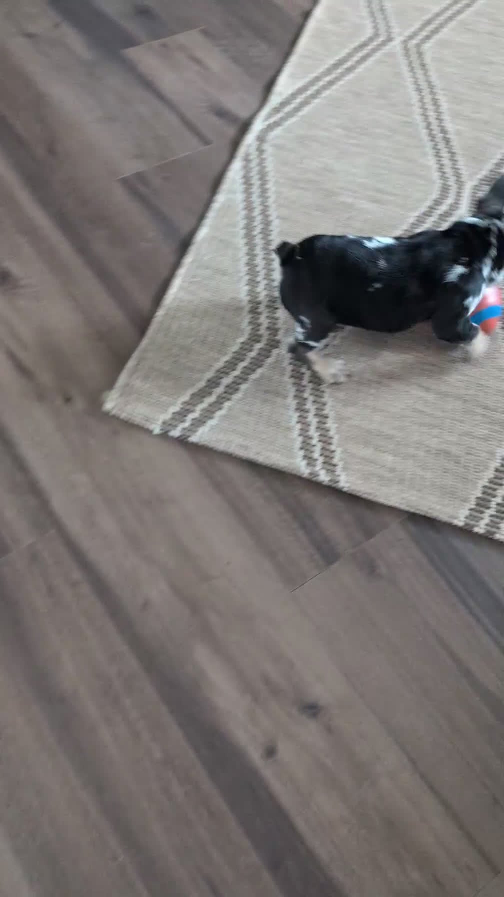 French Bulldog dogs for sale: Jax  - Video 2