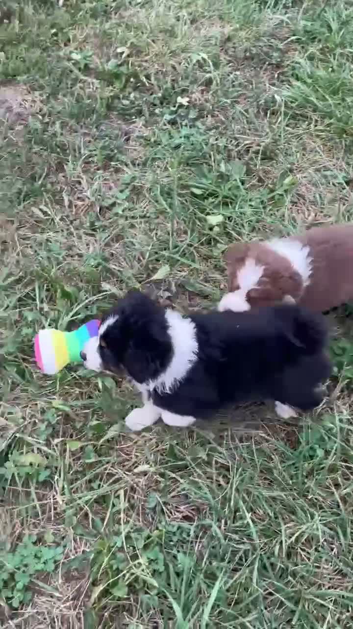Australian Shepherd dogs for sale: Tracy - Video 1