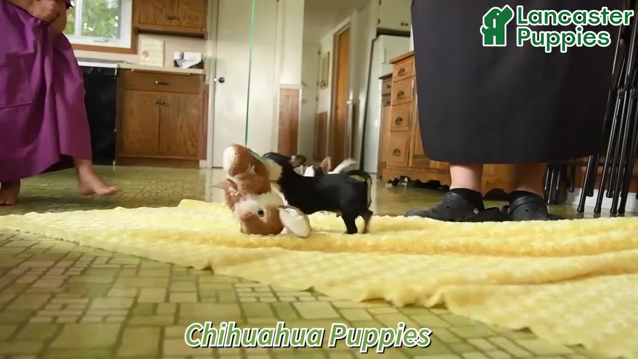 Chihuahua dogs for sale: Savannah - Video 1