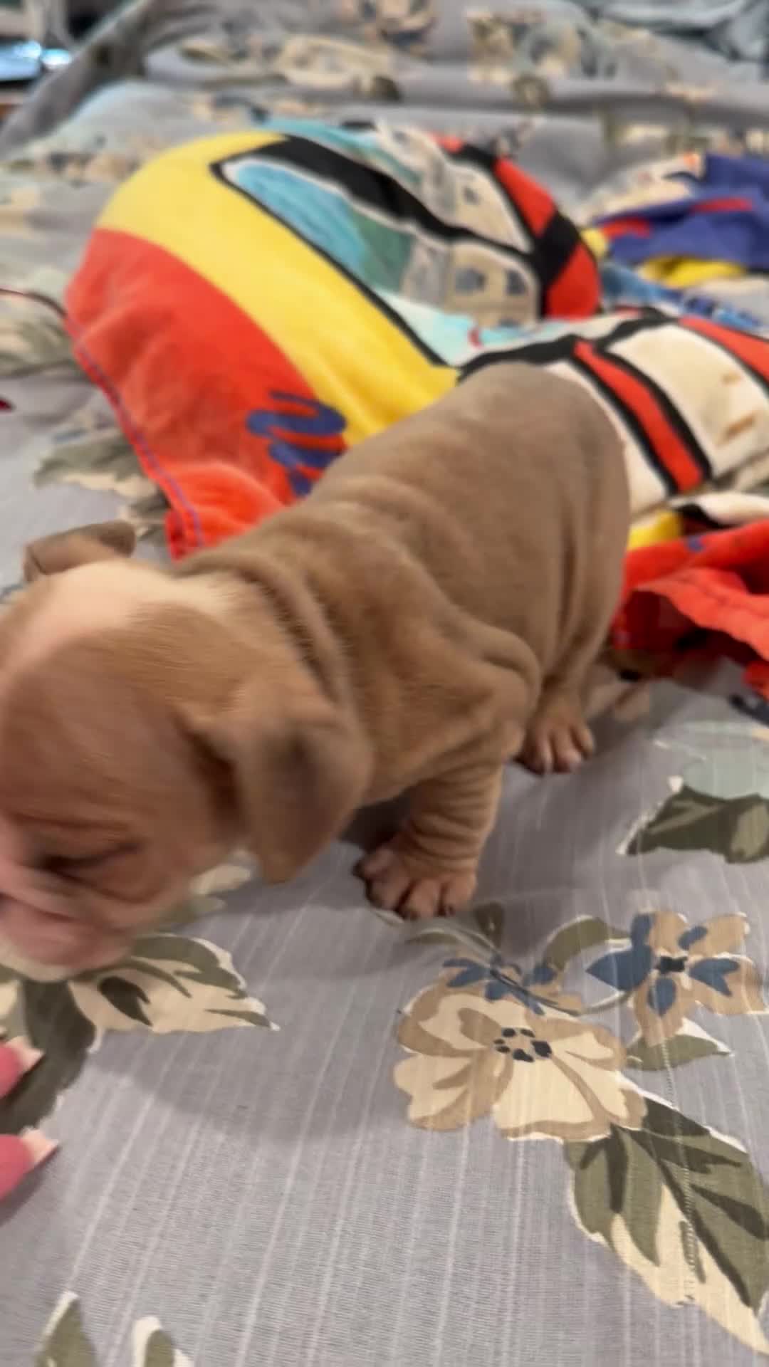 English Bulldog dogs for sale: English Bulldog 4 - Video 1