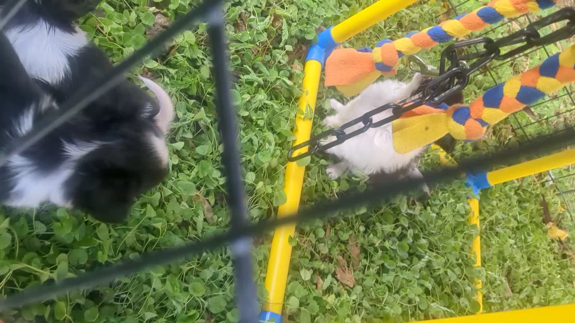 Chihuahua dogs for sale: Medium Coat  Apple Head Panda  Only One Left   - Video 2