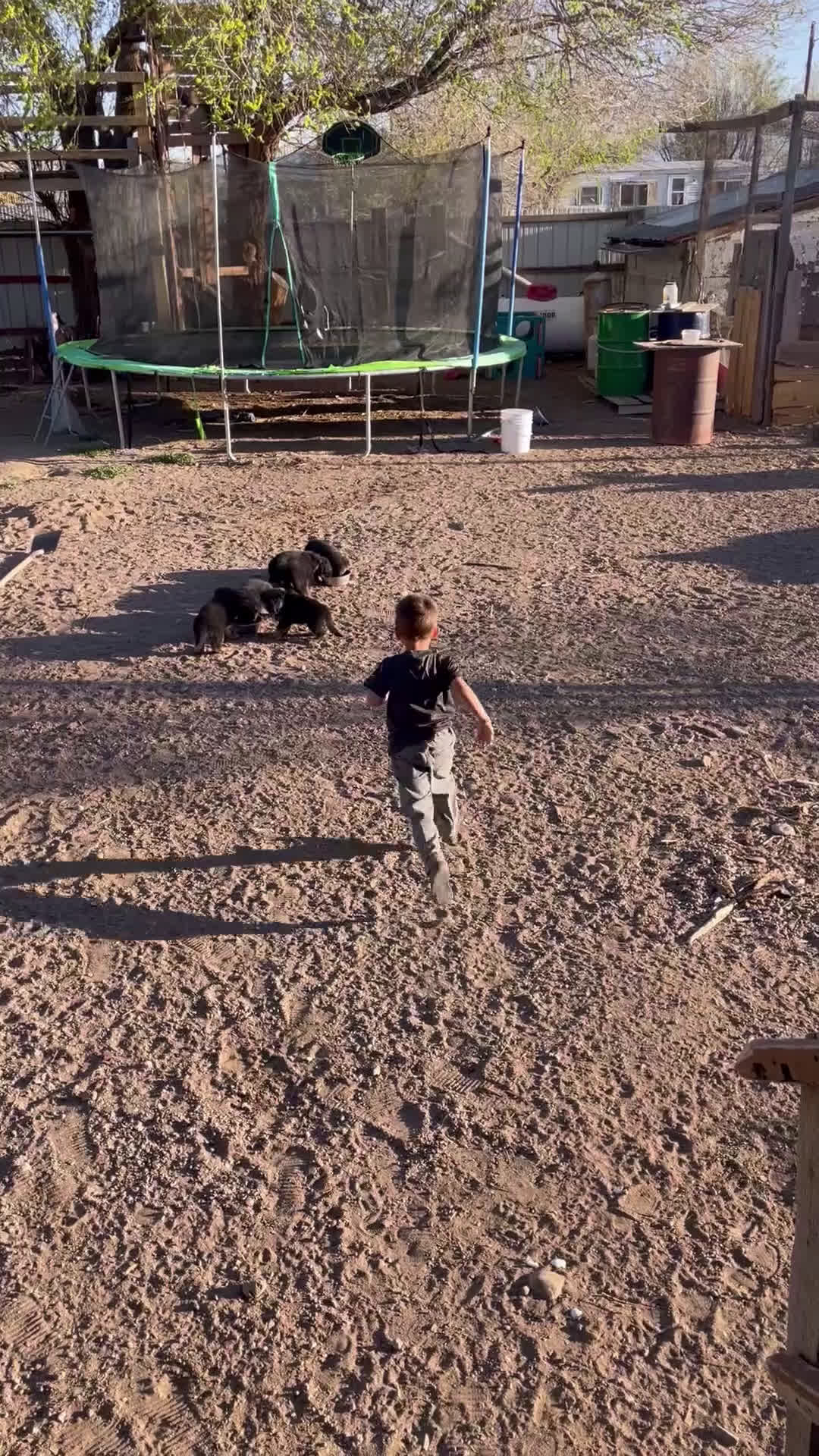 German Shepherd dogs for sale: German Shepherd Puppy 3 - Video 1