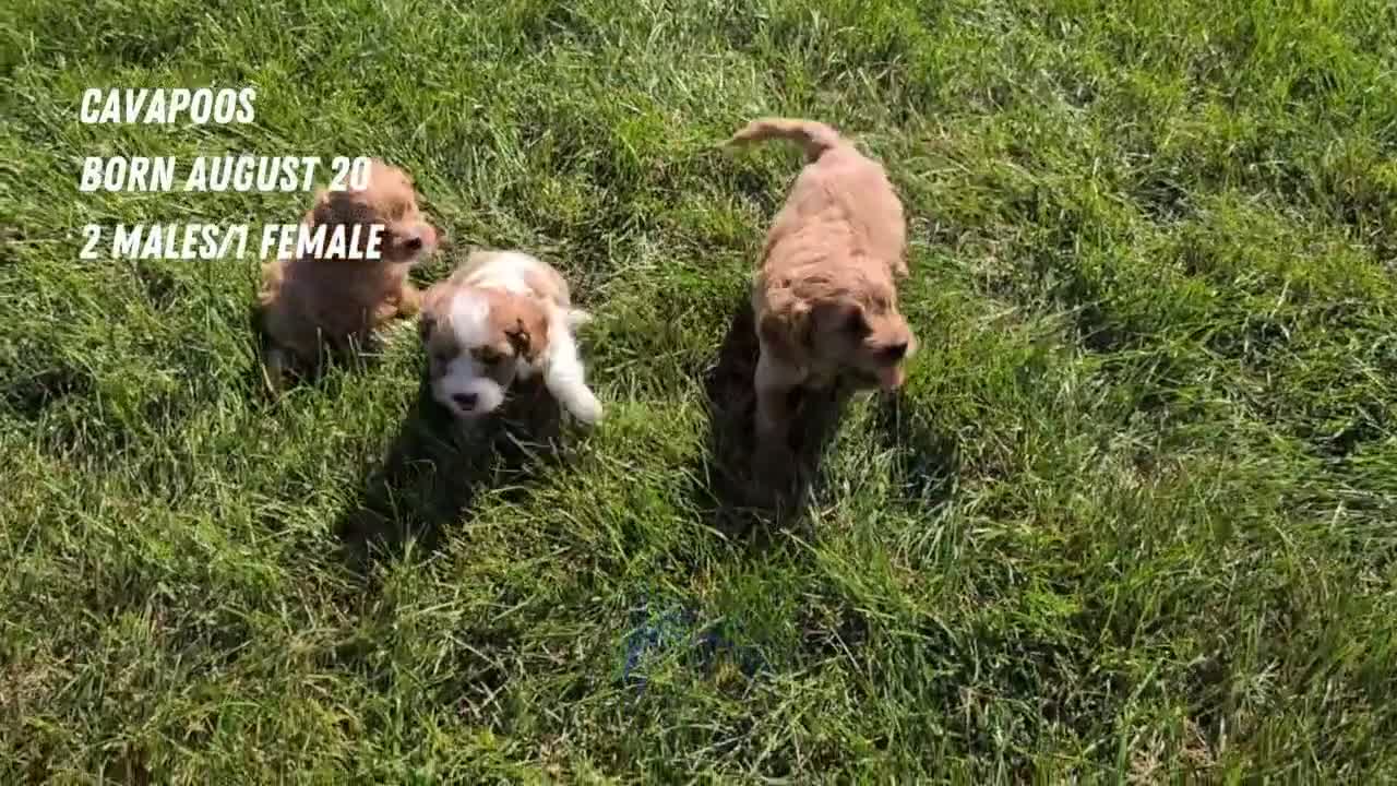 Cavapoo dogs for sale: Olive - Video 2