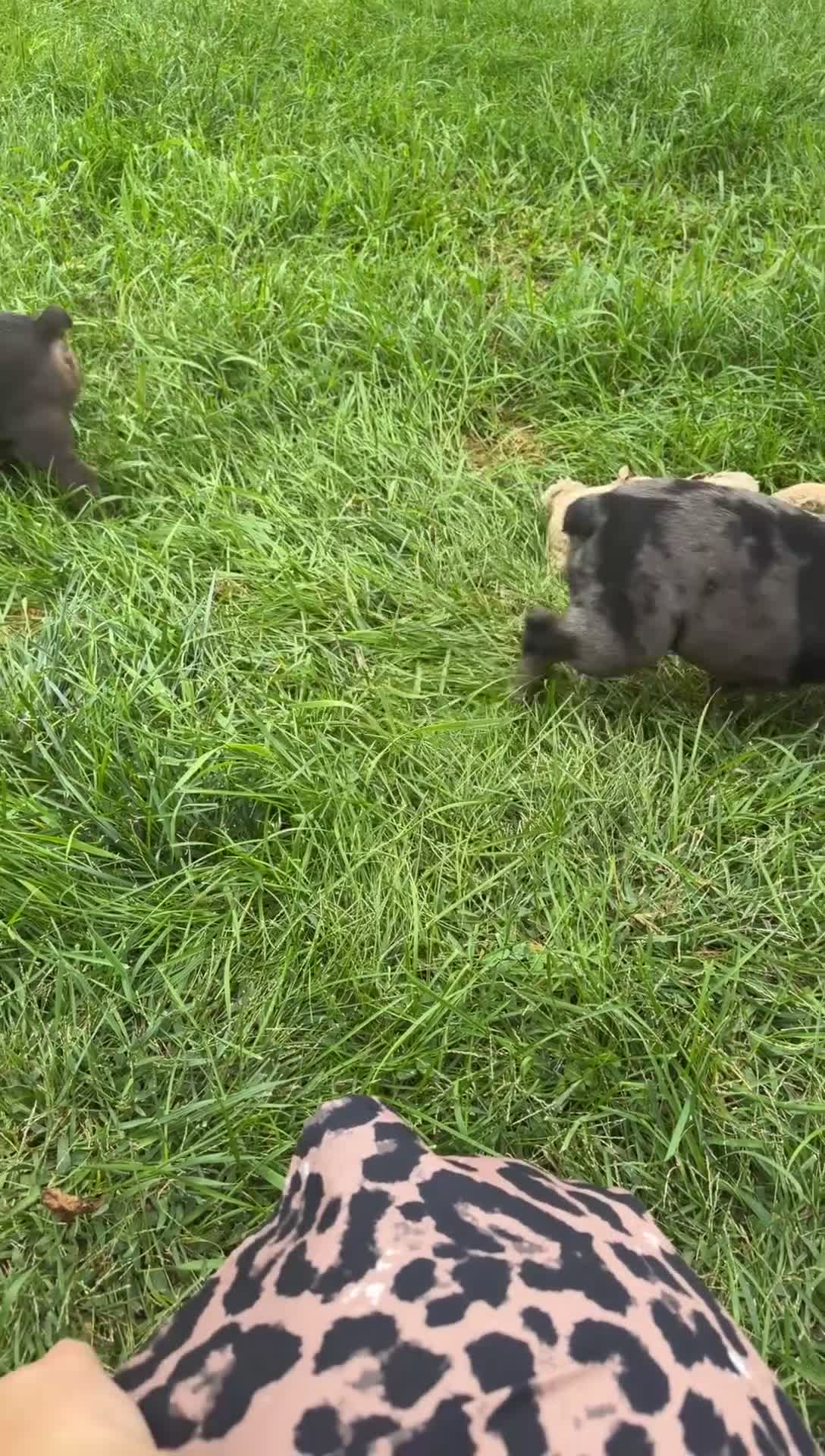Olde English Bulldogge dogs for sale: Black Merle male  - Video 3