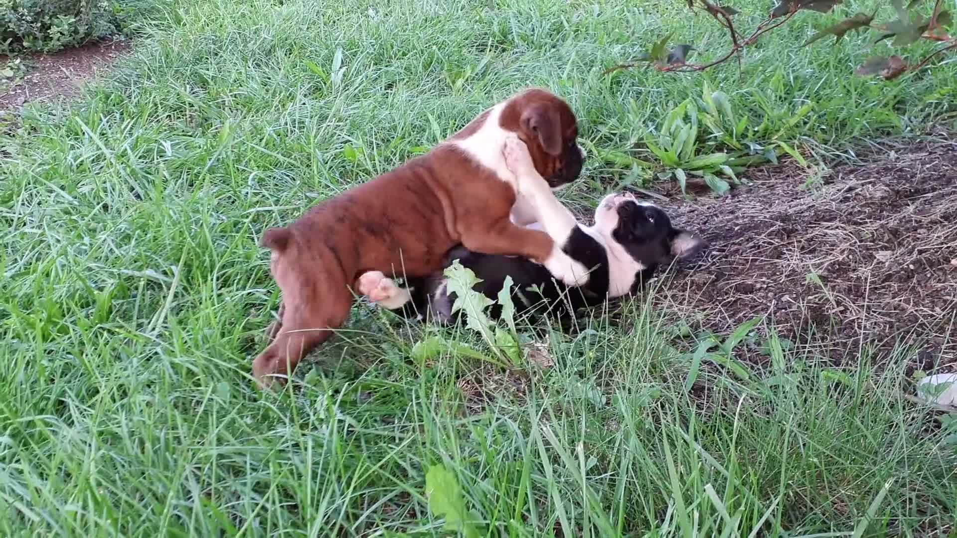 Boxer dogs for sale: Nero AKC - Video 1