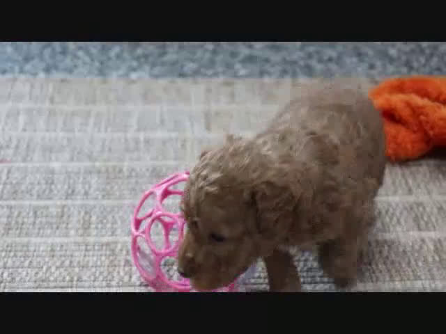 Mini Goldendoodle dogs for sale: Maggie - Video 3
