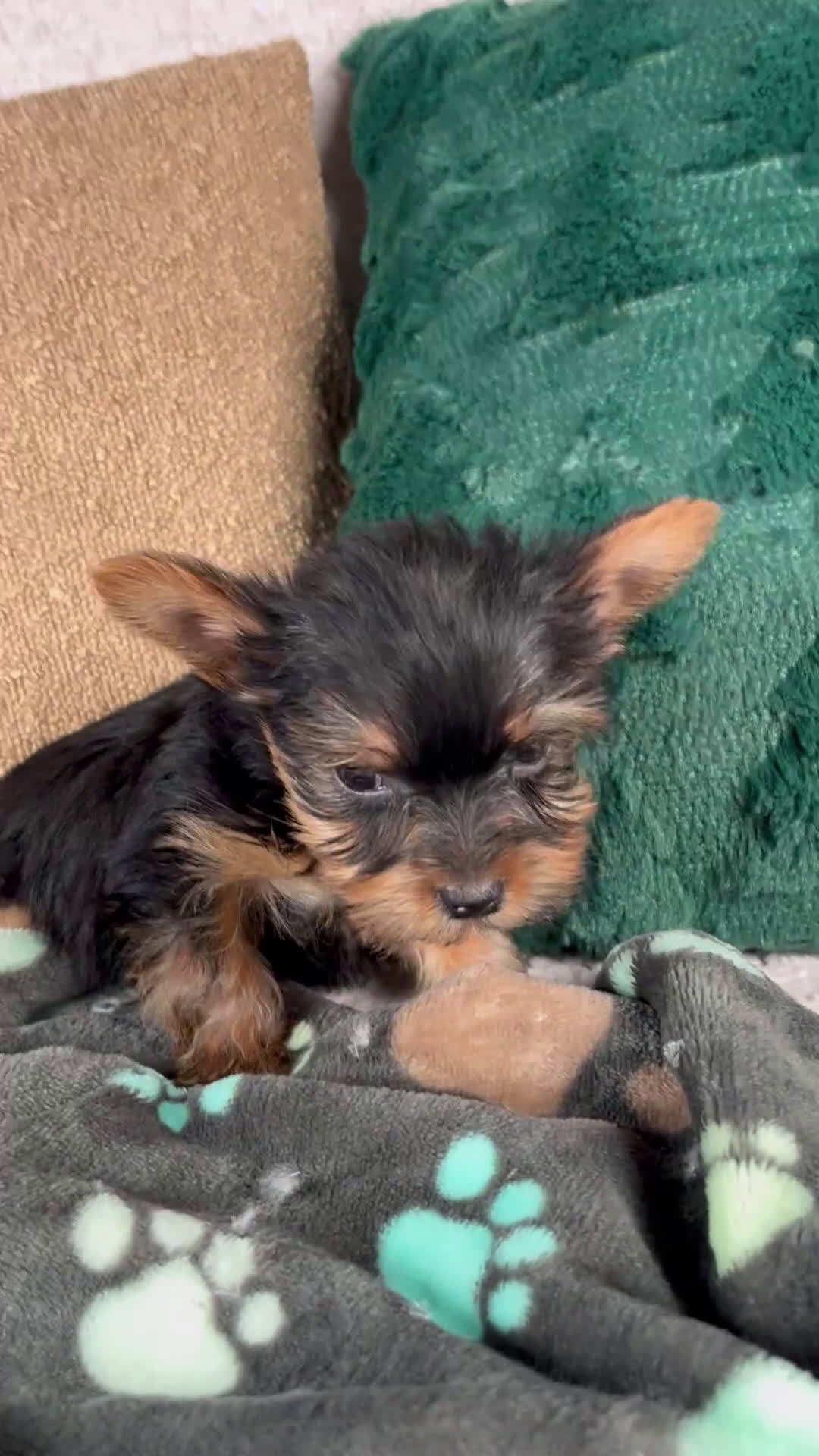Yorkshire Terrier dogs for sale: Lucy - Video 1