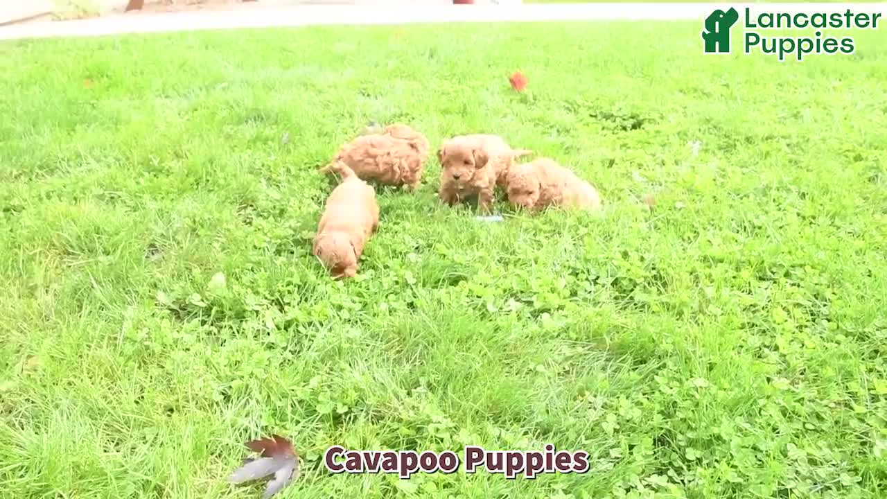 Cavapoo dogs for sale: Tyler - Video 1