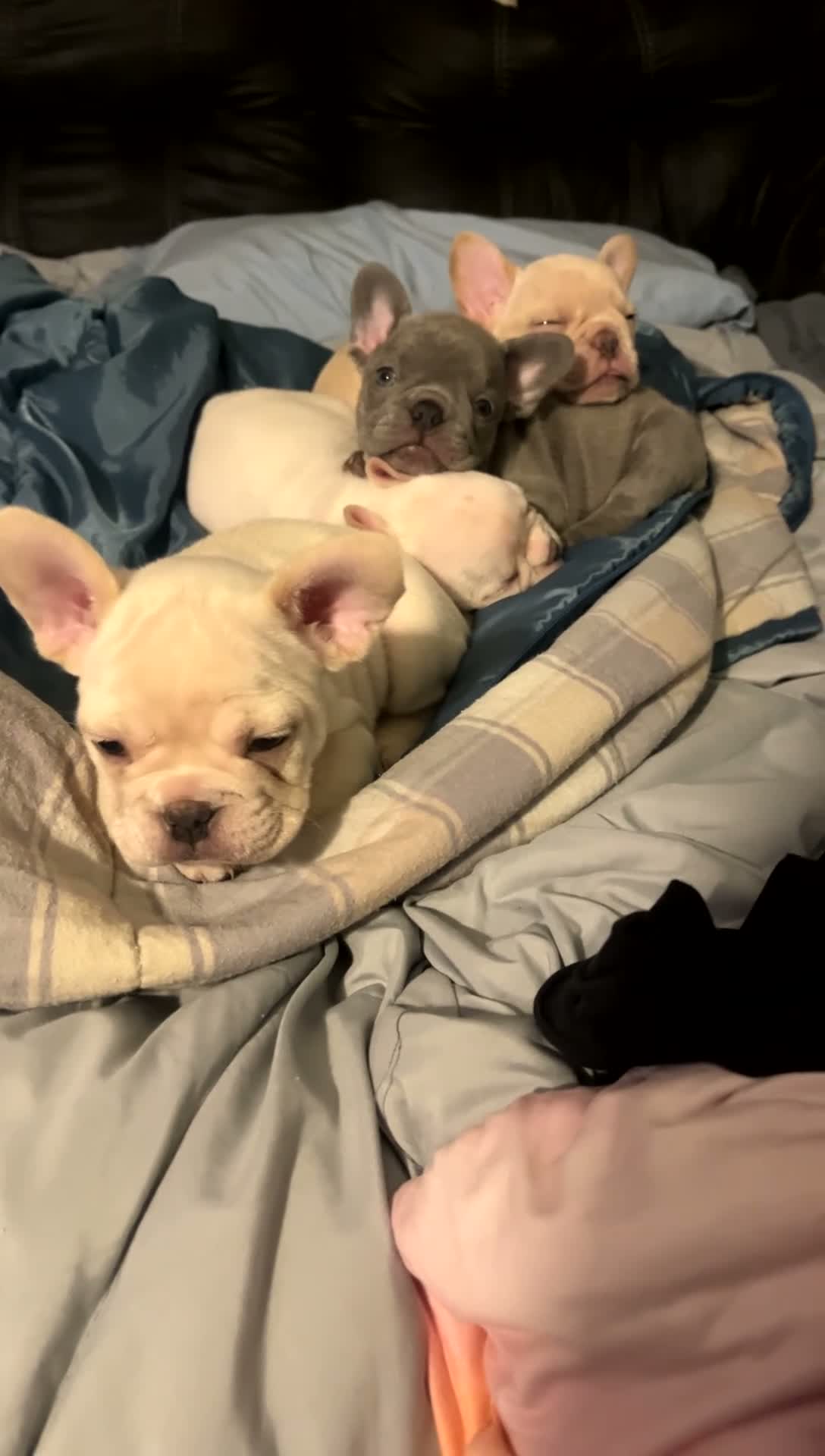 French Bulldog dogs for sale: French Bulldog boy 1 - Video 1
