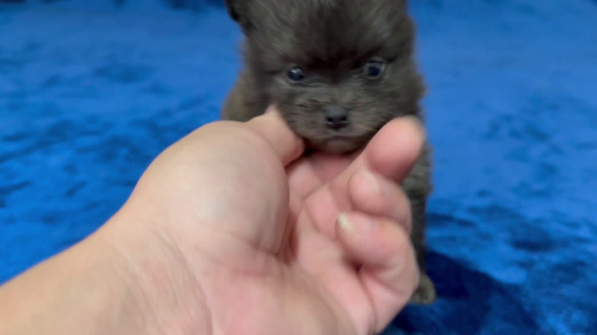 Pomeranian dogs for sale: Scooter - Video 1