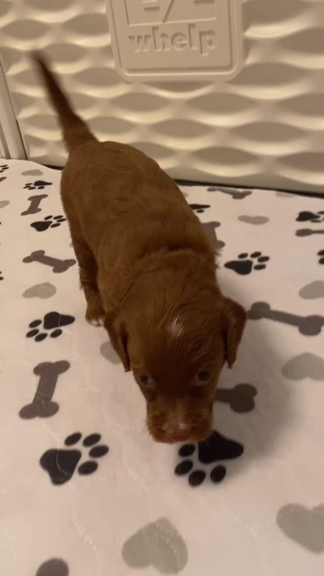 Mini Goldendoodle dogs for sale: Star - Video 1