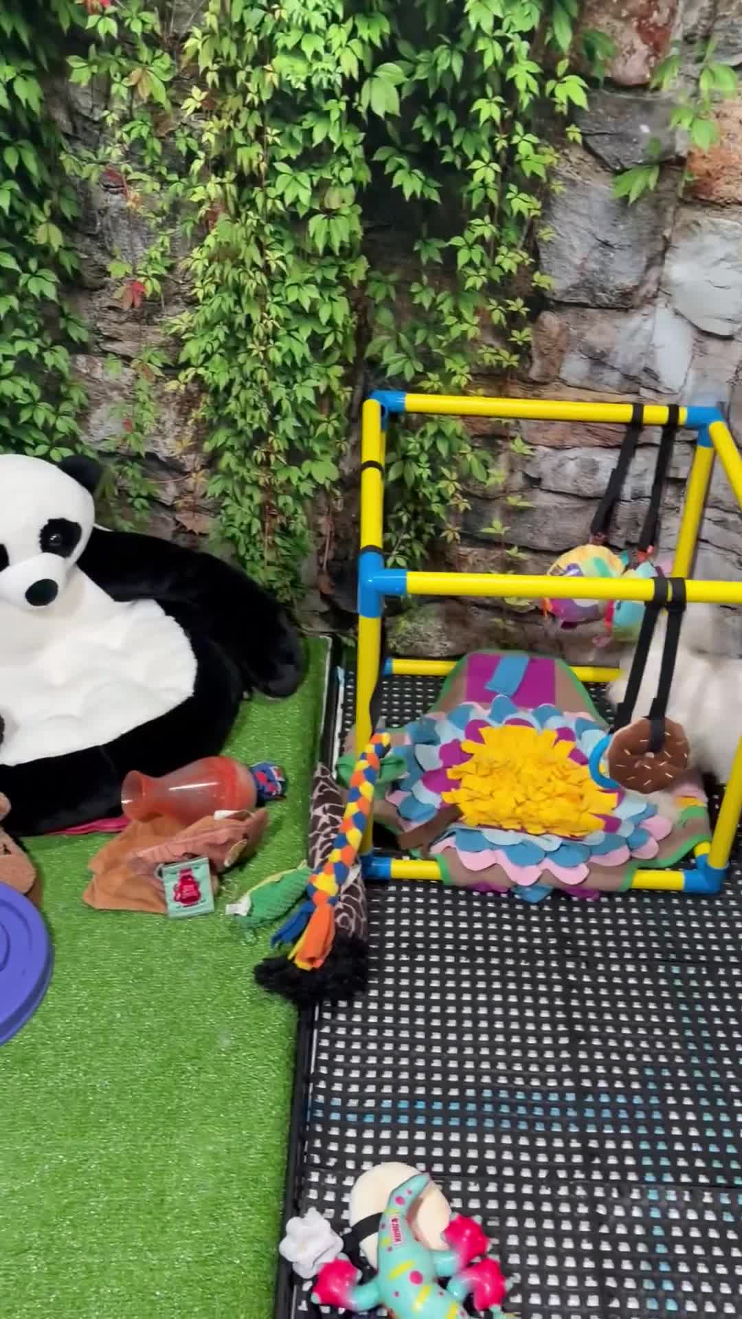 Maltipoo dogs for sale: Maltipoo  - Video 1