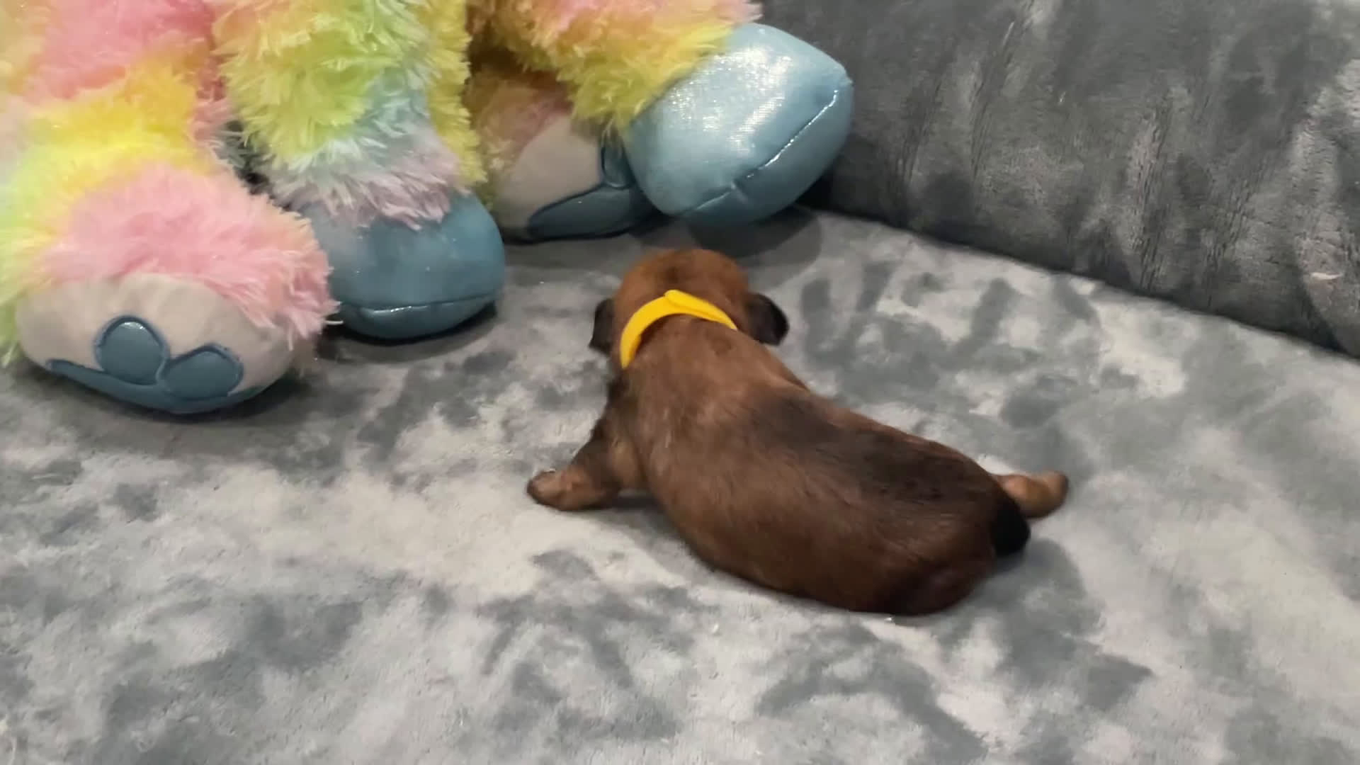 Shorkie dogs for sale: Daisy - Video 1