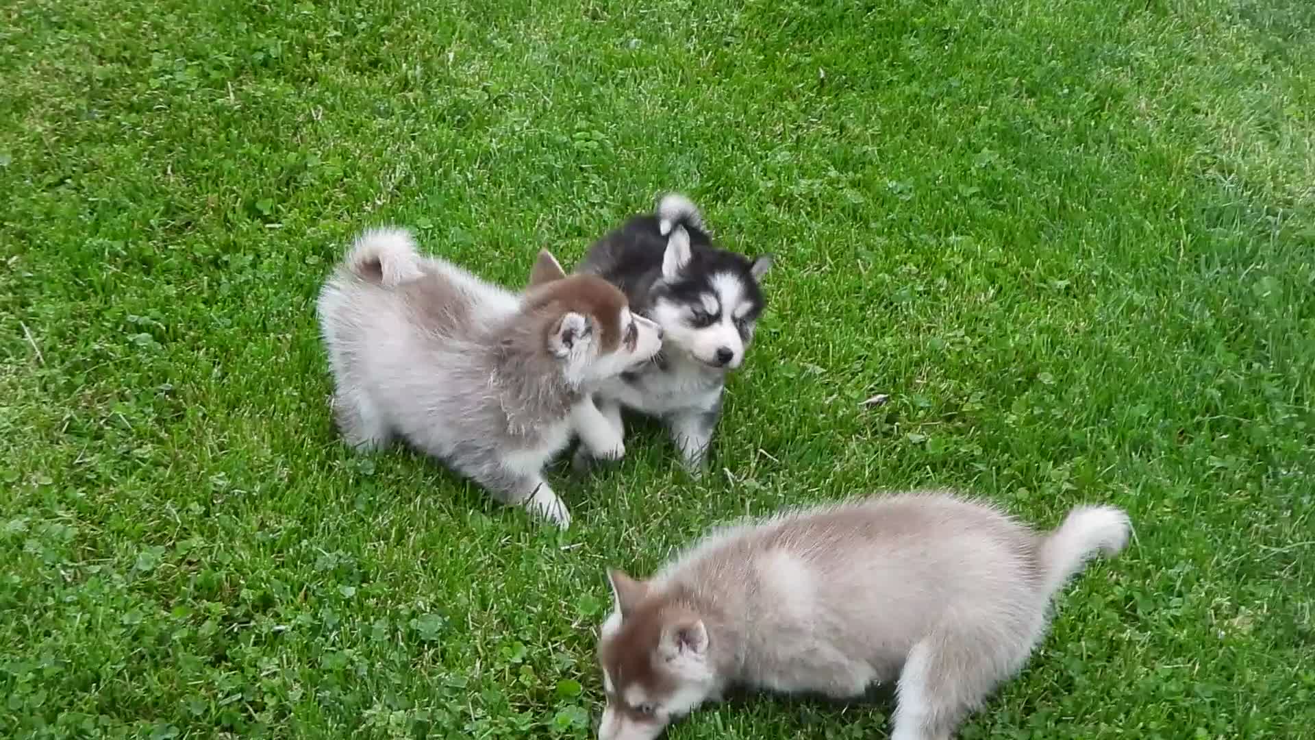 Pomsky dogs for sale: Dokato - Video 1