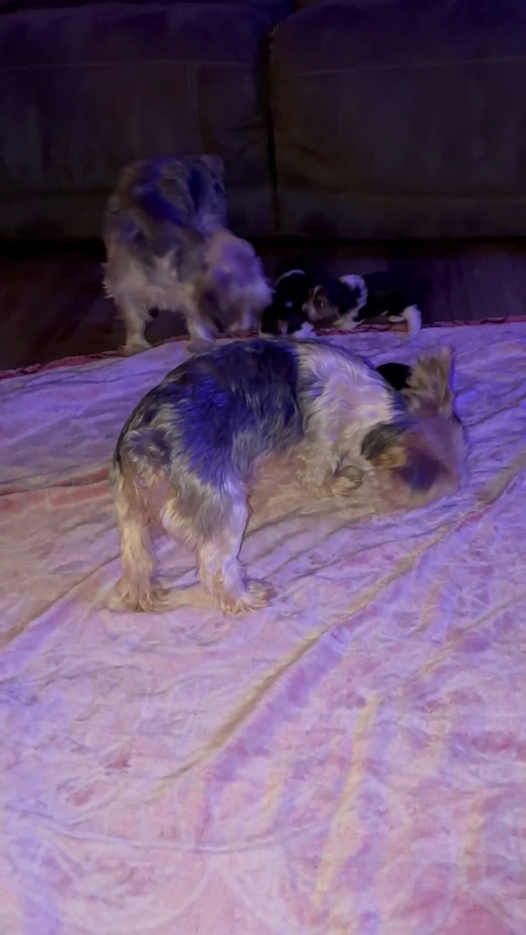 Yorkshire Terrier dogs for sale: Yorkshire Terrier Puppy 3 - Video 1