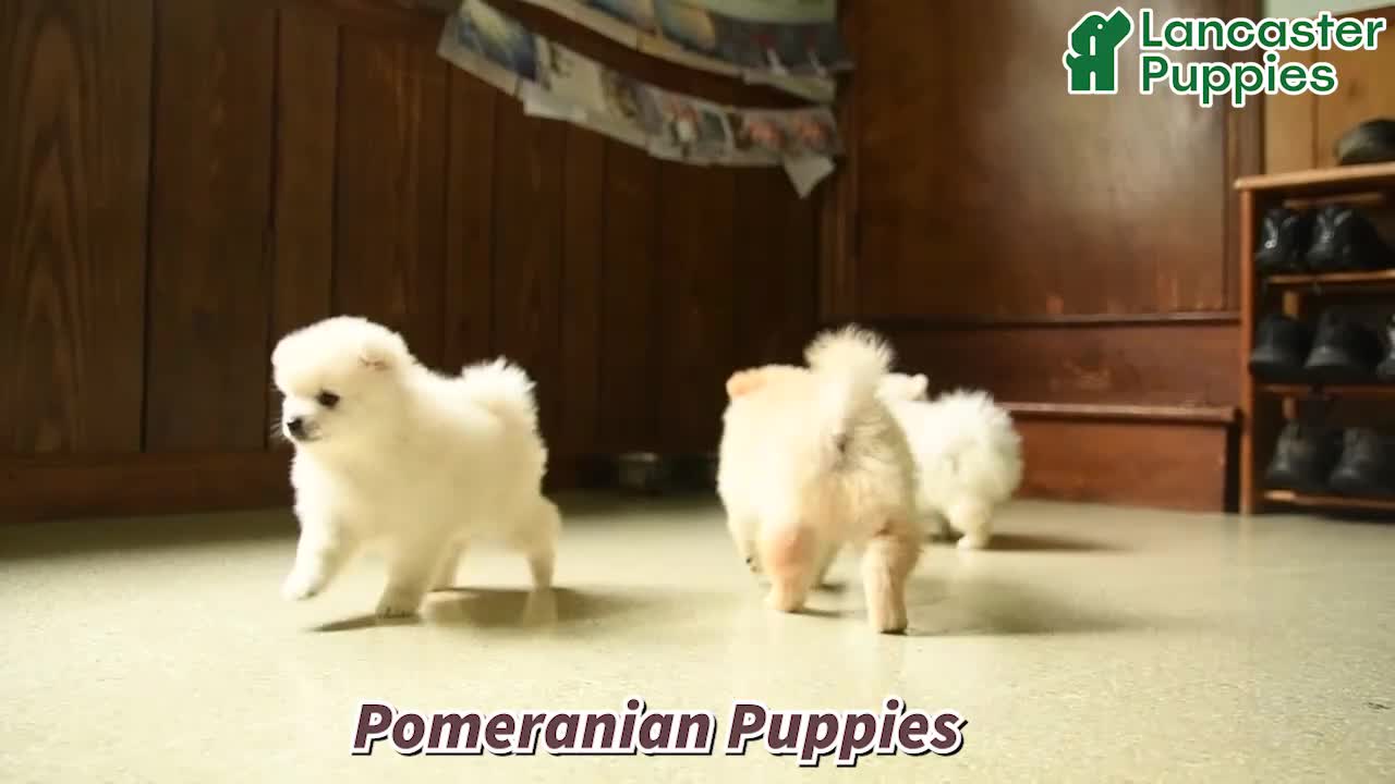 Pomeranian dogs for sale: Teddy - Video 1
