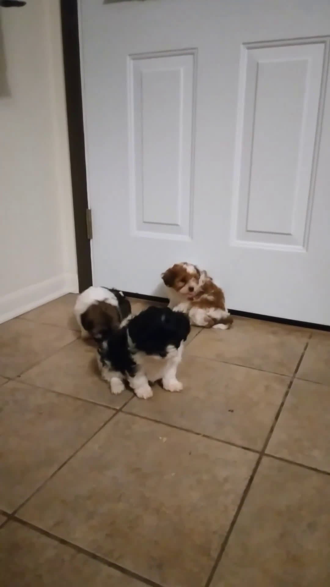 Shihpoo dogs for sale: Rylo - Video 1