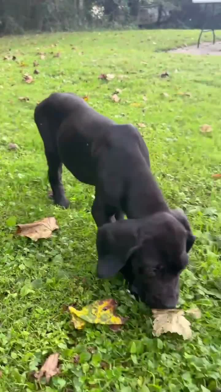 Cane Corso dogs for sale: Thor - Video 1