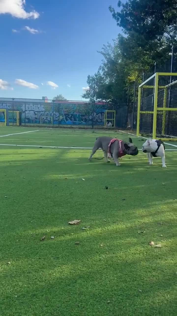 French Bulldog dogs for sale: Teddy - Video 1