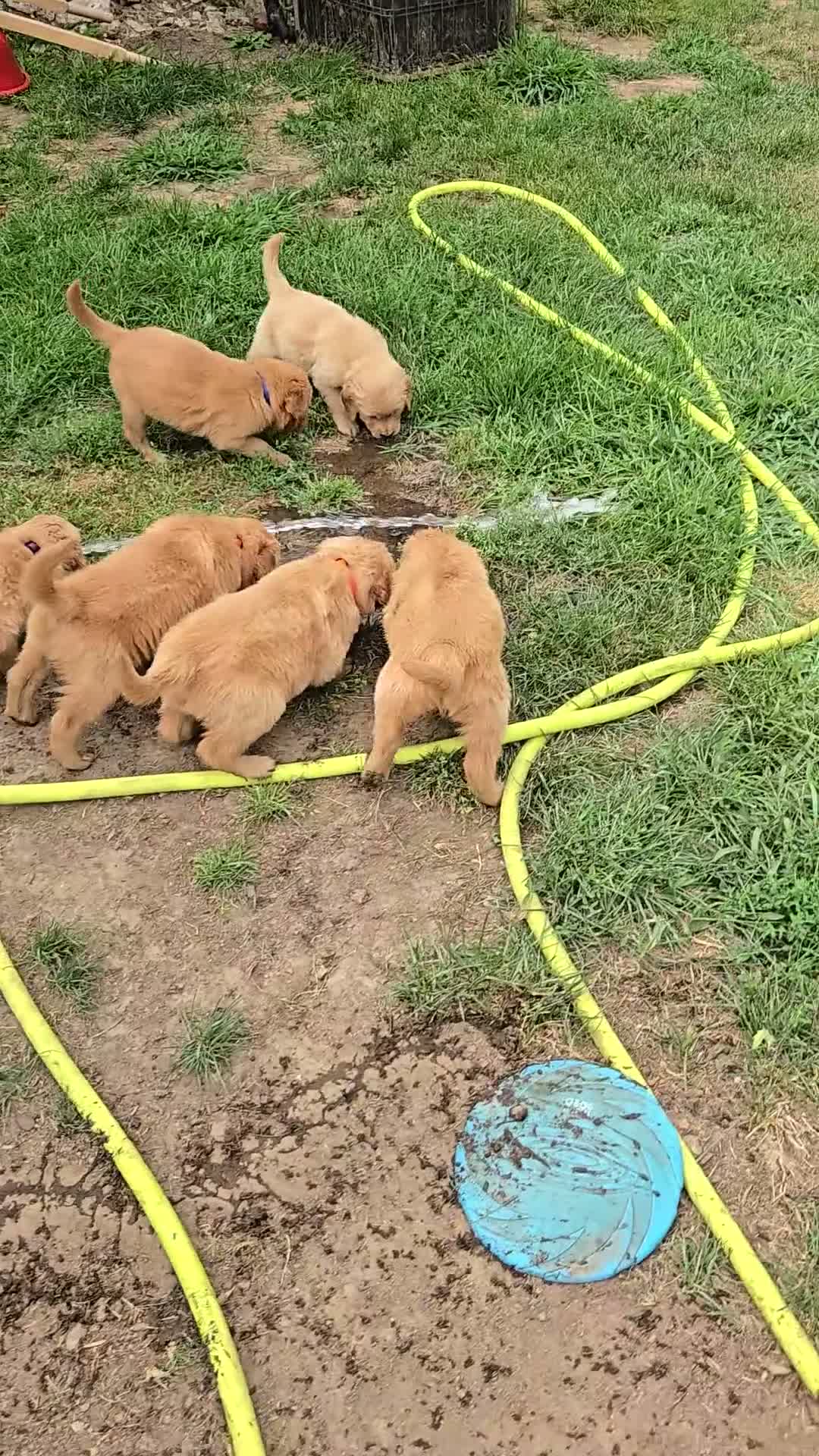 Golden Retriever dogs for sale: Golden Retriever 4 Merica - Video 1