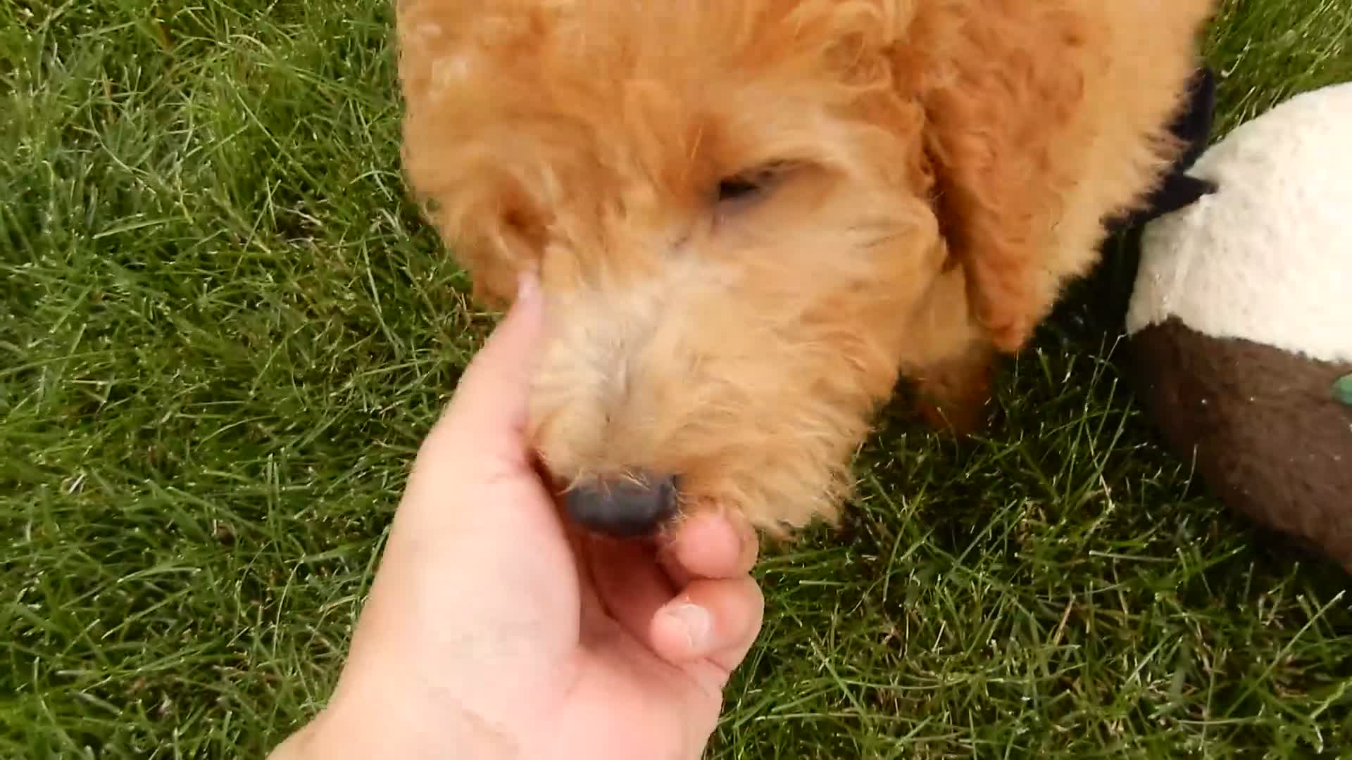 Mini Goldendoodle dogs for sale: Kenny - Video 1