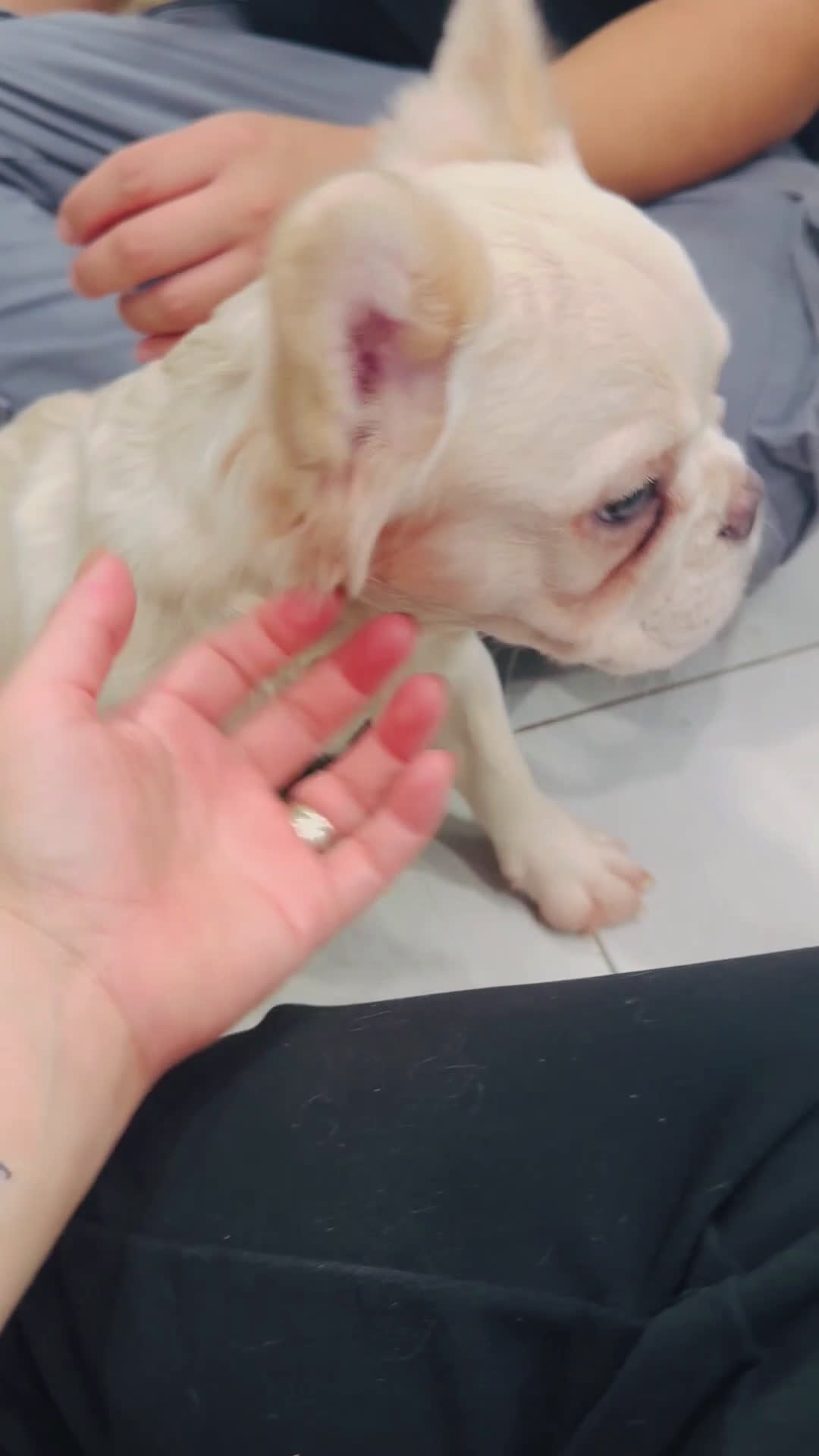 French Bulldog dogs for sale: French Bulldog Puppy 2 - Video 1