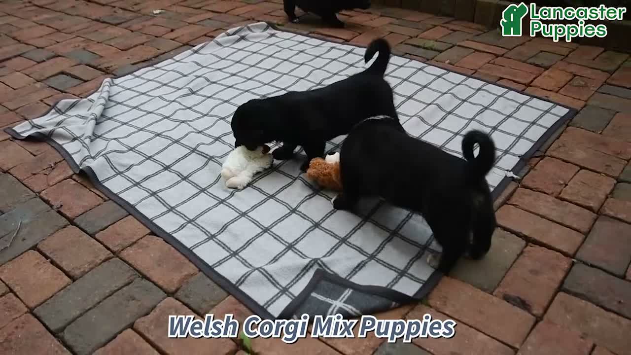 Mixed Breed dogs for sale: Shadow - Video 1