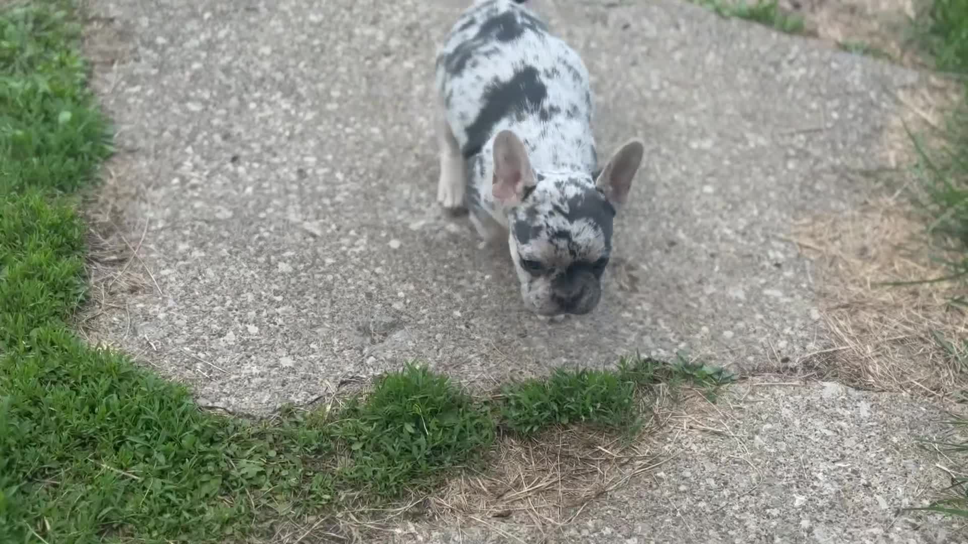 French Bulldog dogs for sale: Charlotte Mousse - Video 5