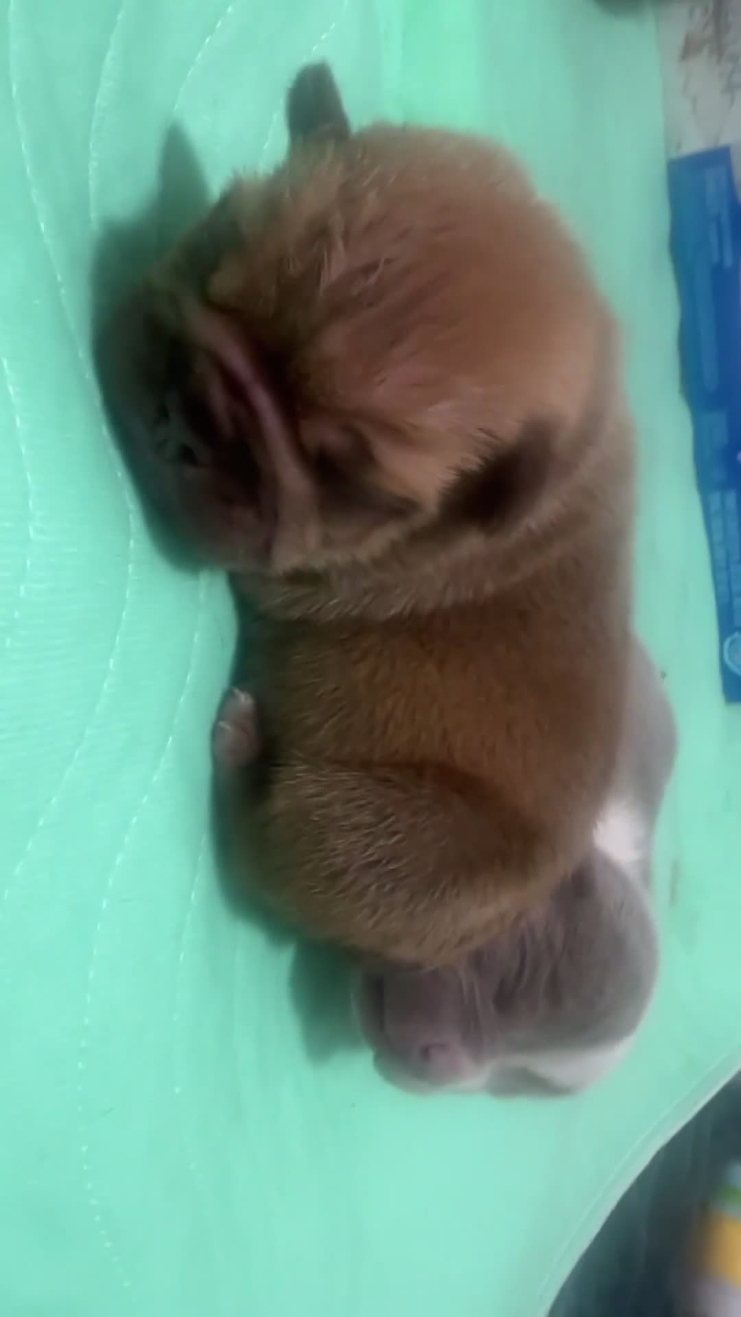 American Bully dogs for sale: Krillin - Video 2