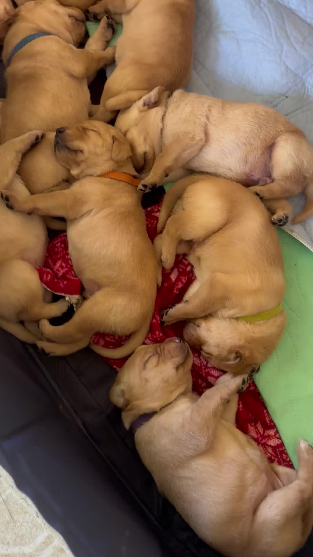 Labrador Retriever dogs for sale: Kyle - Video 1