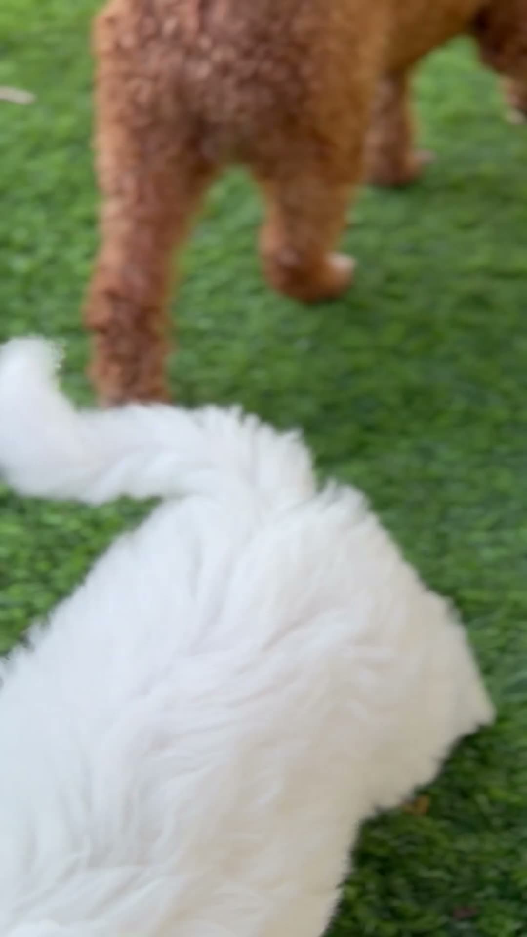 Mini Goldendoodle dogs for sale: Mini Goldendoodle 2 - Video 1