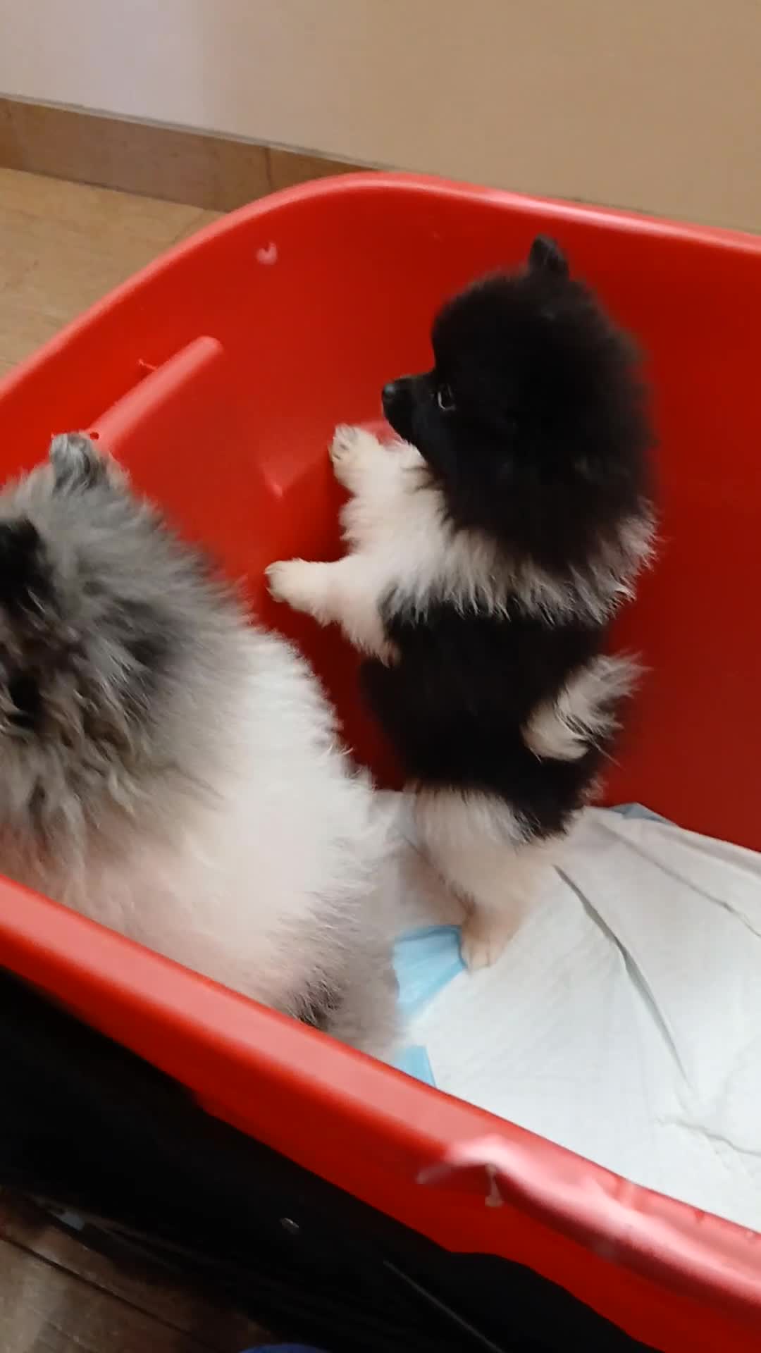 Pomeranian dogs for sale: AKC Little Emmy - Video 1