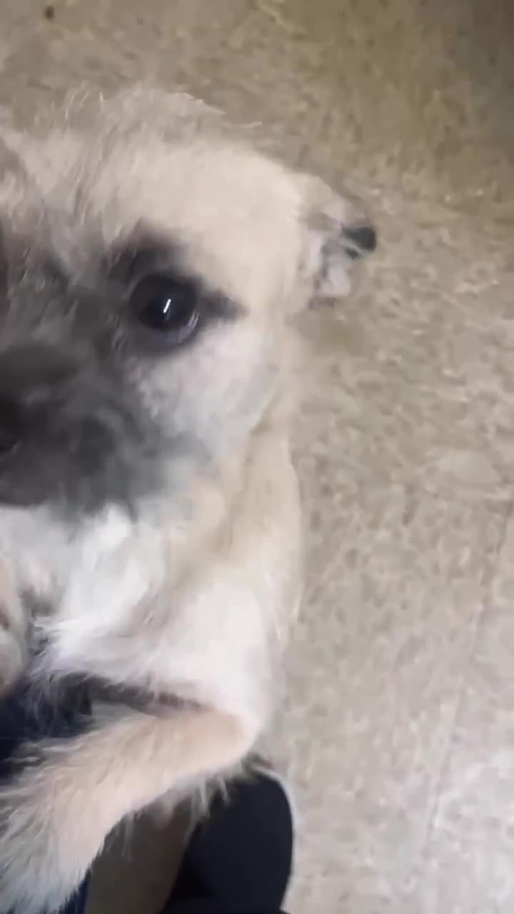 Chorkie dogs for sale: Tobby - Video 1