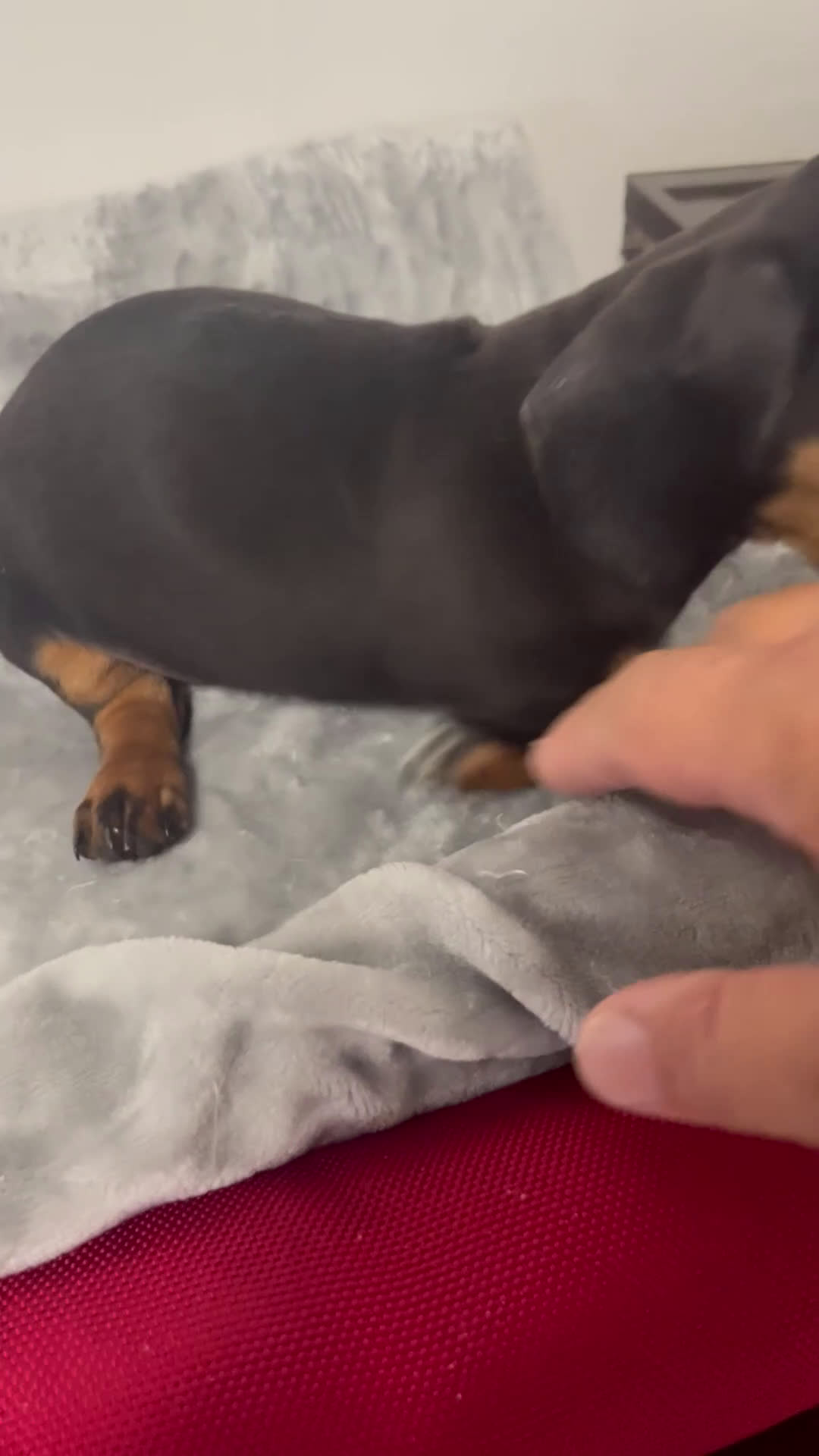 Miniature Dachshund dogs for sale: Gail - Video 1