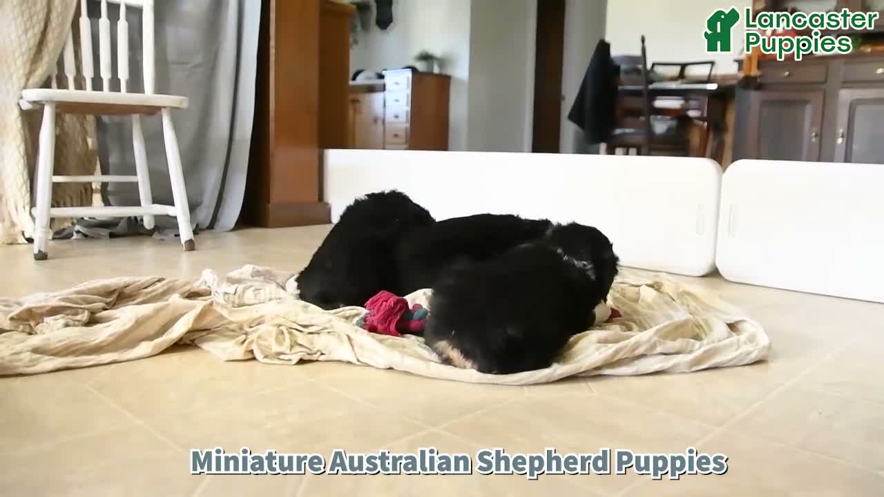 Miniature Australian Shepherd dogs for sale: Lady - Video 1