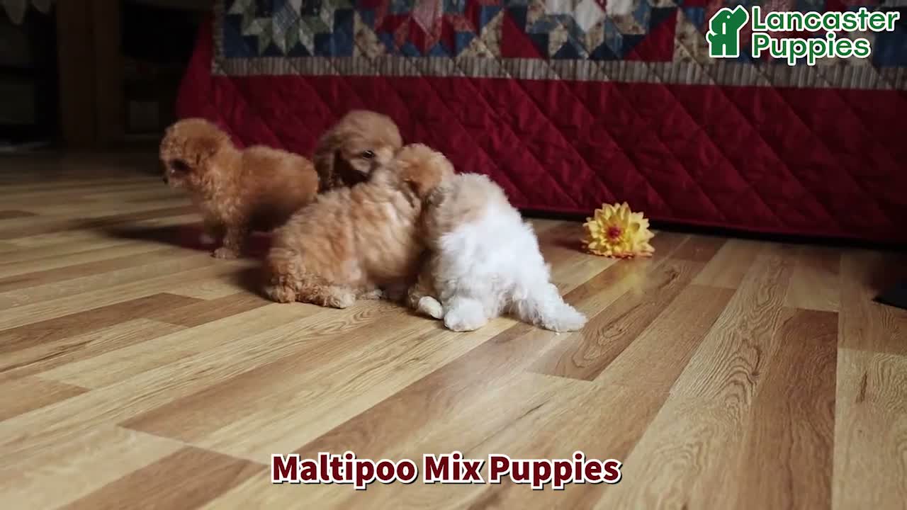 Mixed Breed dogs for sale: Pearl - Video 1