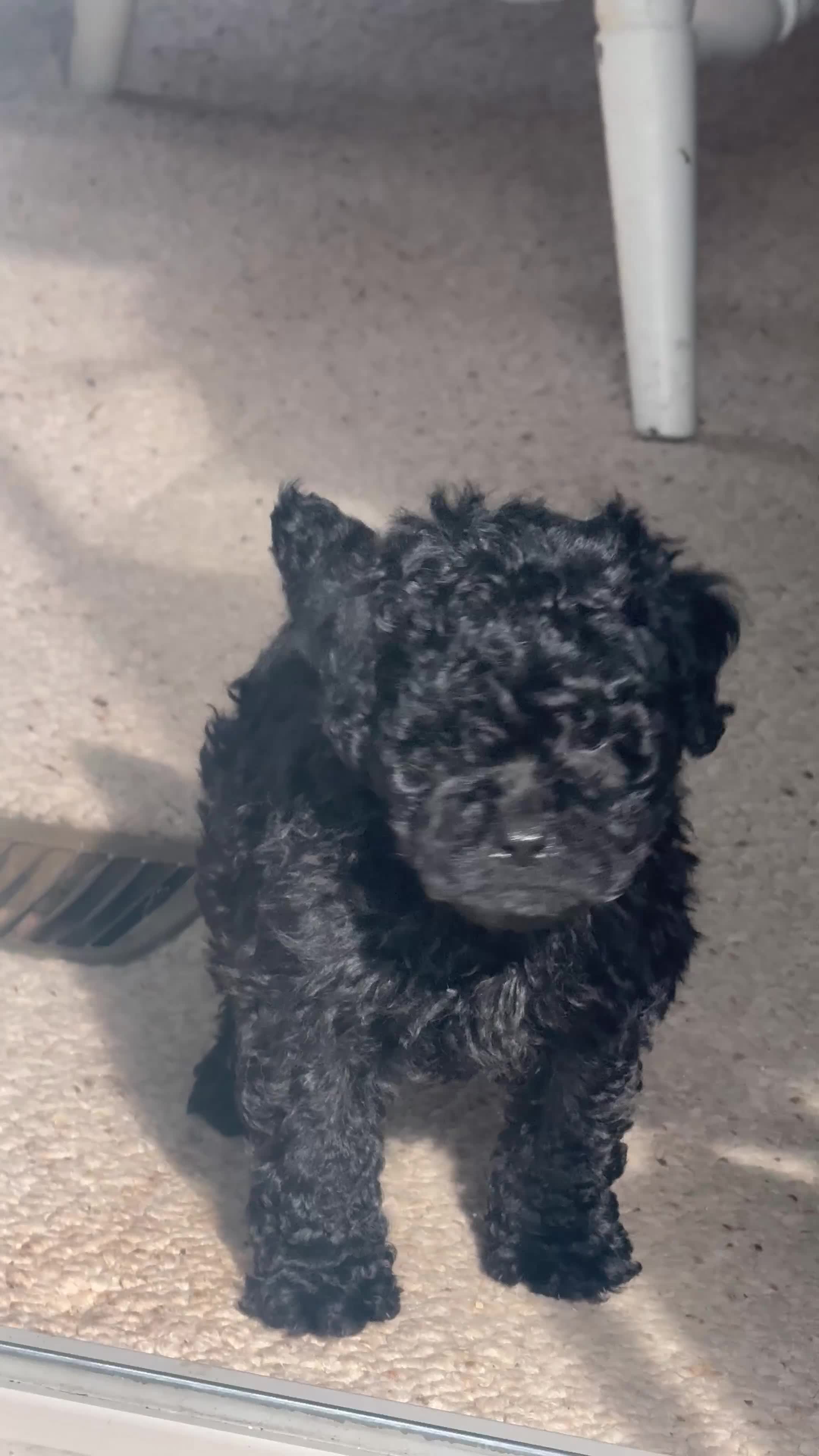 Cockapoo dogs for sale: Cockapoo Puppy 1 - Video 1