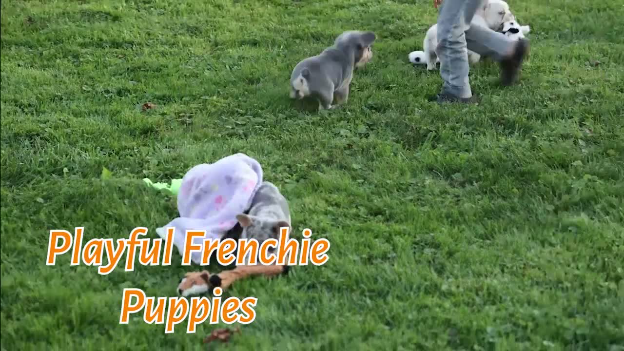 French Bulldog dogs for sale: Tinsley🎀 - Video 1