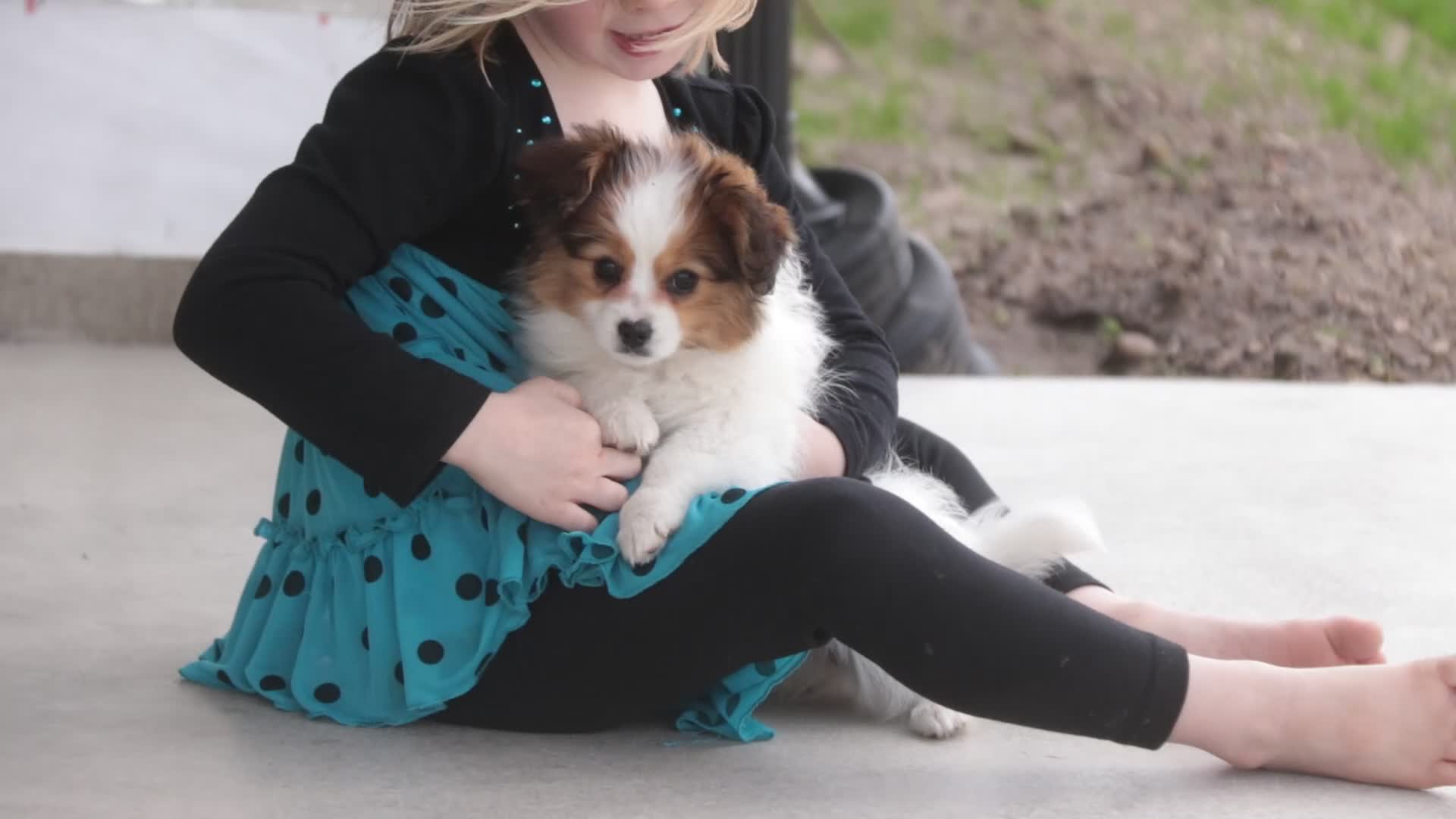 Papillon dogs for sale: Lottie - Video 1