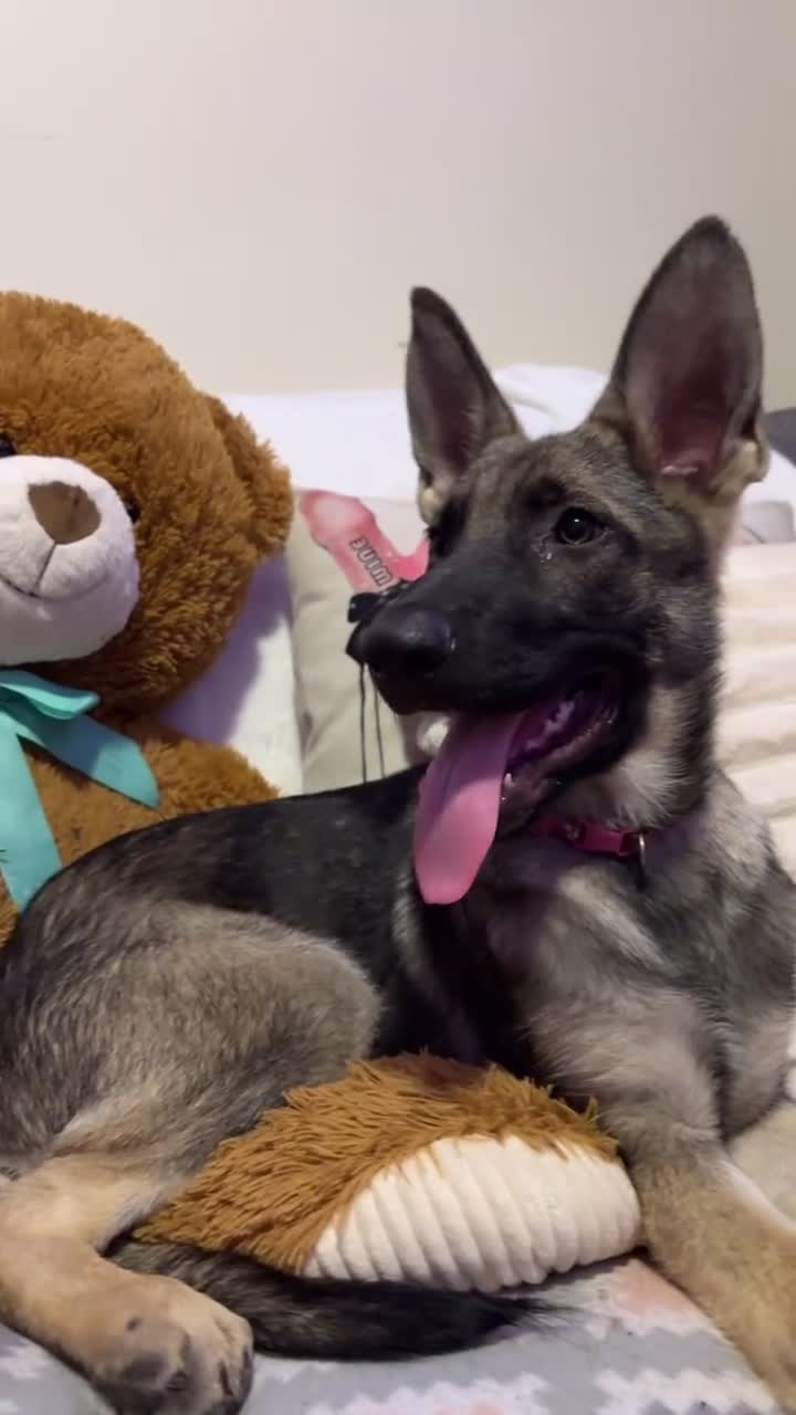 German Shepherd dogs for sale:  Blossom  - Video 2