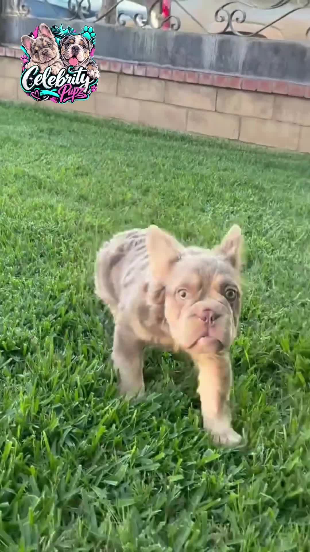 French Bulldog dogs for sale: FENDI - ISABELLA TAN BIG ROPE IN LA CA - DELIVERY USA - Video 1