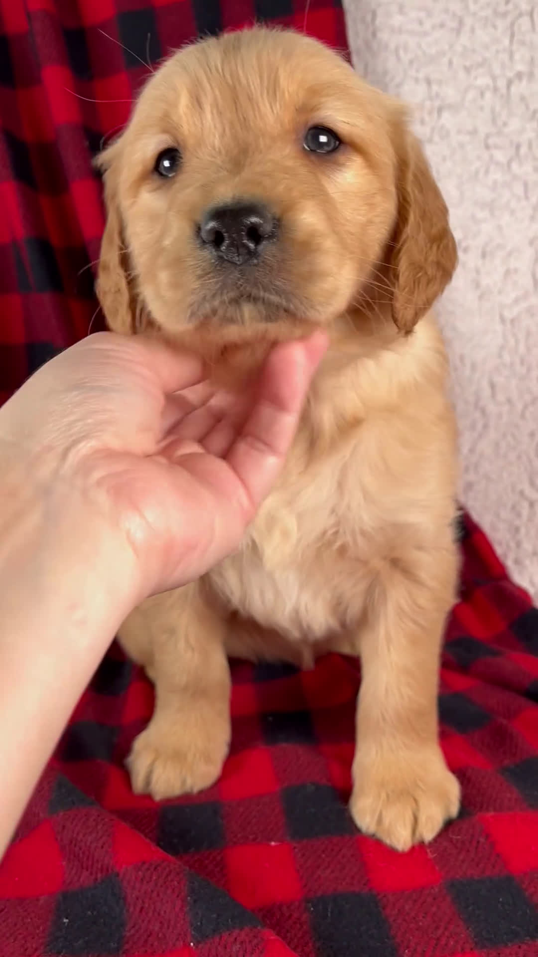 Golden Retriever dogs for sale: Talia - Video 1