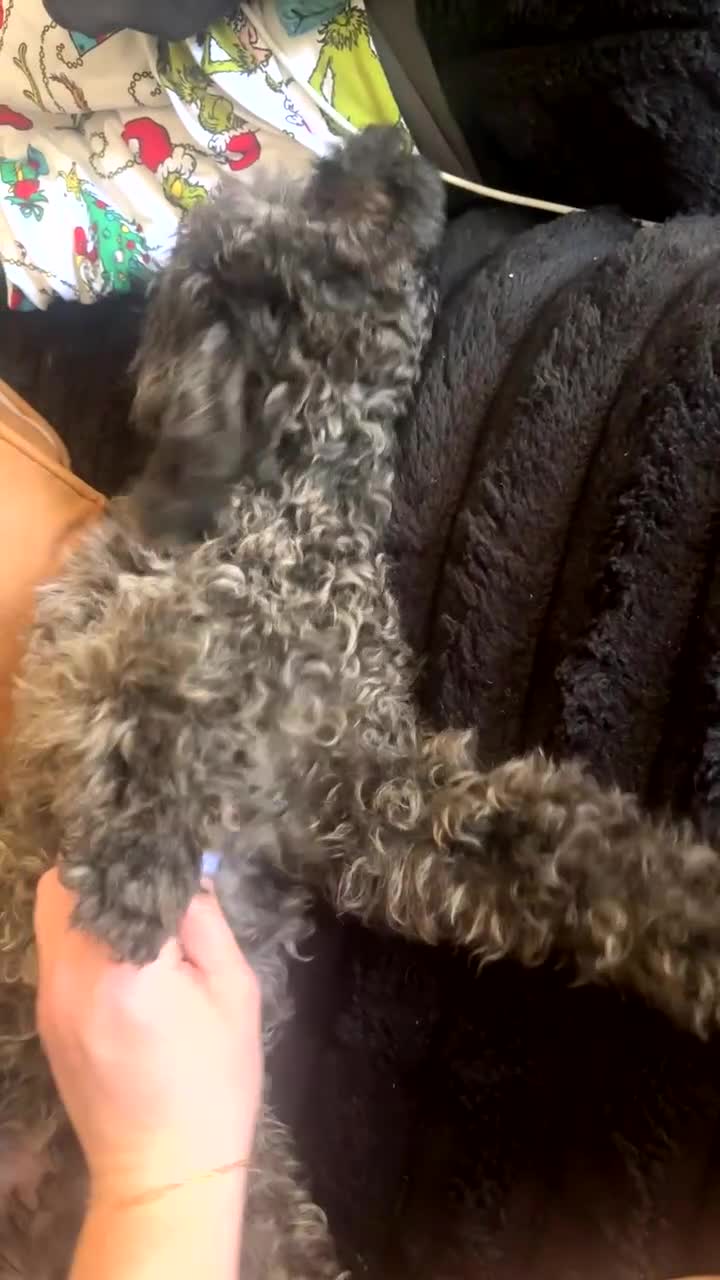 Toy Poodle dogs for sale: Toy Poodle- Leo - Video 1